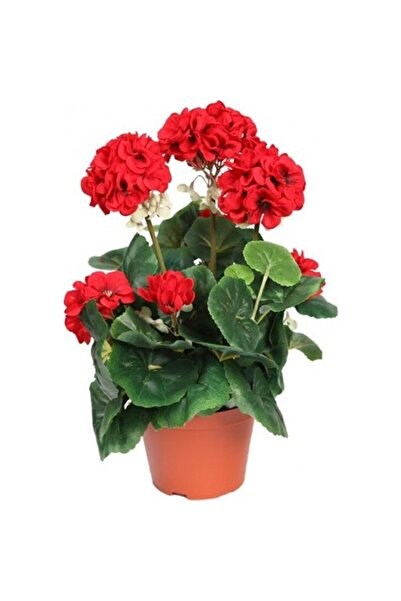 serada decor & plant Canlı Saksılı Sardunya Çiçek Fidanı Kırmızı 10-20 Cm