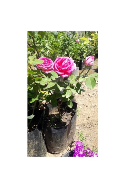 Genel Markalar Saksılı Reçellik Kokulu Gerçek Isparta Gülü Fidanı 10-20 cm