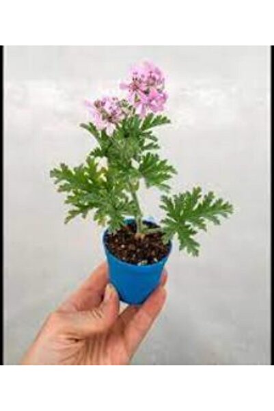 Mimoza Bitki Market Palergonium Graveolens Itır Gül Damlası Çiçeği 10-20 cm