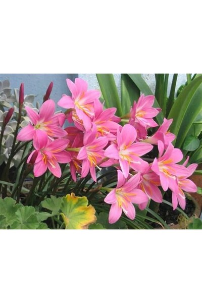 morlalem m Zıpçıktı Çiçeği Pembe Zephyranthes, Pembe çiçek verir