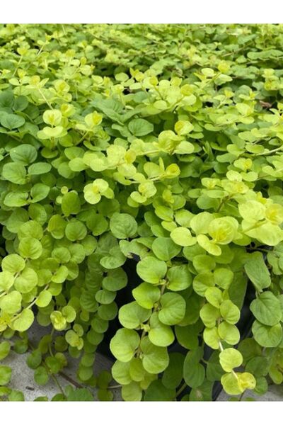 Gardenbox Altın Kolye Çiçeği Dekoratif Canlı Salon Çiçeği (Lysimachia Nummula...