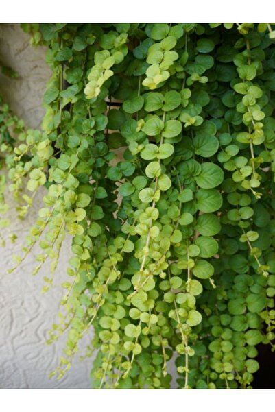 Gardenbox Altın Kolye Çiçeği Canlı Salon Ofis Bitkisi Askılı Saksıda 30-40cm