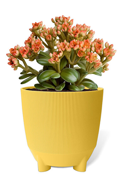 ToXA 5 Litre Sarı Luna Saksı Çizgili Dekoratif Ayaklı Tabaksız Mat Plastik Saksı