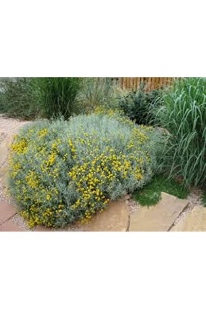 Tunç Botanik Lavantin Kokulu Çiçekli Çok Yıllık Bitki