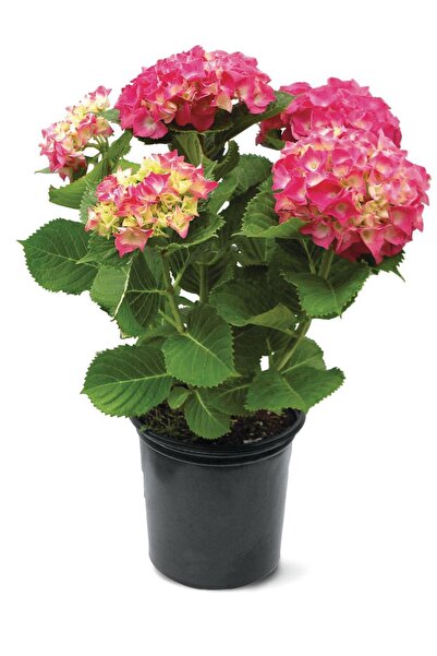 tnc garden groups Ortanca – Hydrangea Macrophylla 20-40cm -Pembe