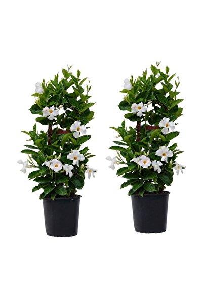 tnc garden groups Mandevilla Sarmaşığı - Beyaz 80-100cm