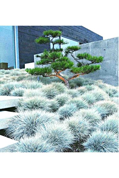 tnc garden groups Mavi Çim (Festuca Glauca) 30 Adet