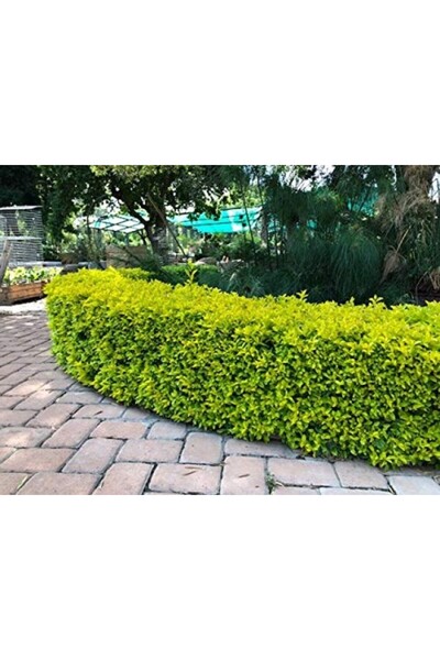 tnc garden groups Gold Taflan (Euonymus Japonica Aurea) Canlı Çit Bitkisi 3 Adet