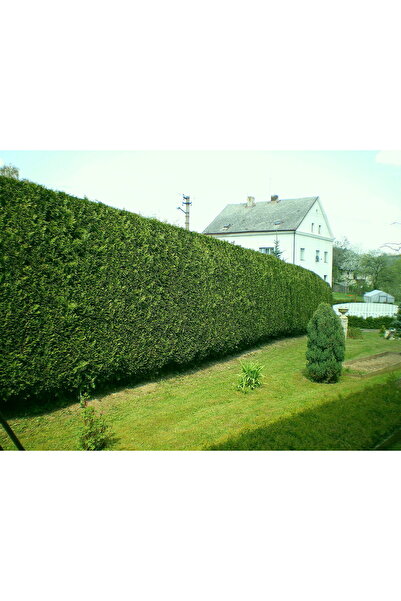 tnc garden groups Leylandi Fidesi 'Cupressocyparis Leylandii' Aşılı Çit Bitki...