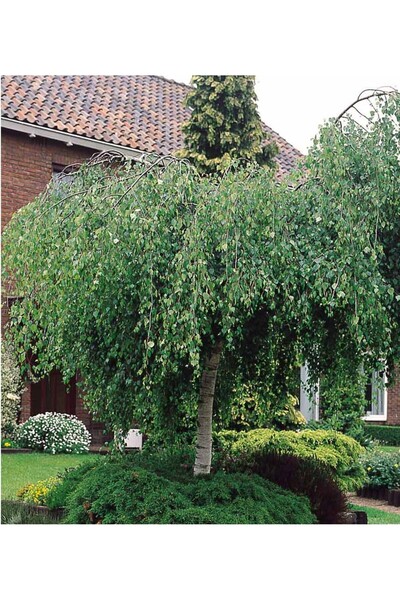 tnc garden groups Huş Ağacı Betula Pendula 2 Adet