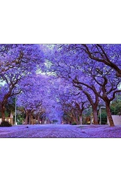 tnc garden groups Pavlonya Fidanı Paulownia Tementosa 30-50 cm 3 Adet