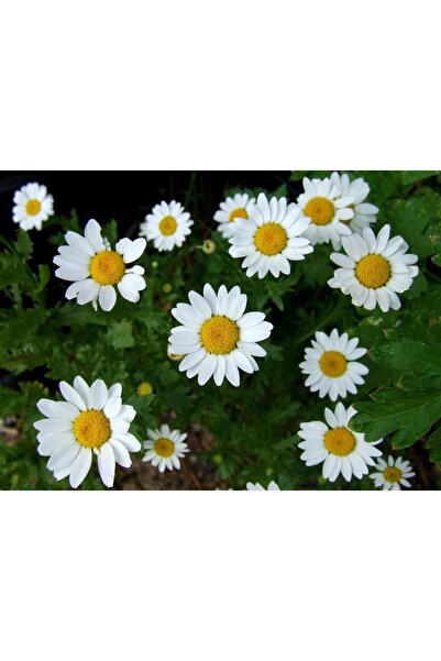 tnc garden groups Canlı Papatya Çiçeği (Chamomillae Romanae) 3 Adet – Kolay B...