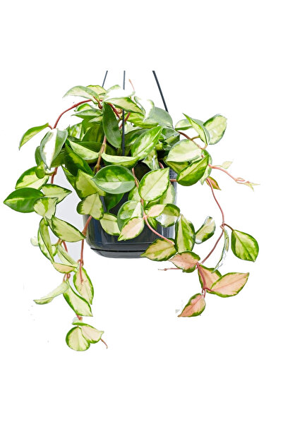 Tunç Botanik Alacalı Mum Çiçeği (Hoya carnosa Tricolor) - Askılı Saksıda