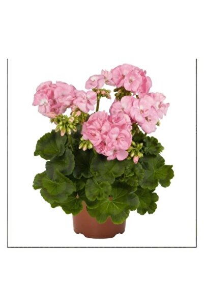 Mimoza Canlı Saksılı Sardunya Çiçeği Fidanı Pudra Pembe 10-20 Cm