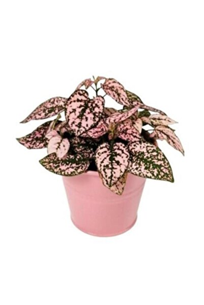 Genel Markalar Saksıda Pembe Hypoestes Bitkis Hostes Fittonia Çiçeği 10-20 cm