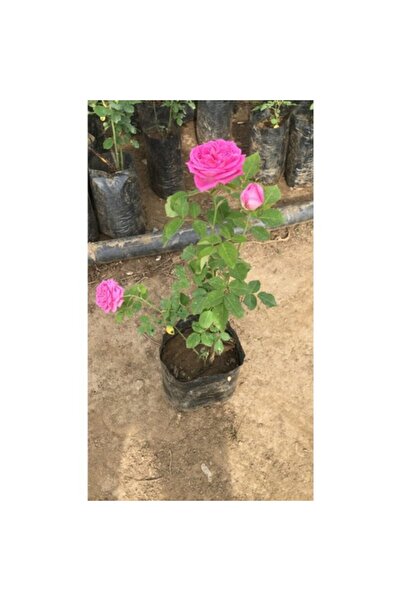 Mimoza Pembe Reçellik Gerçek Isparta Gülü Fidanı 10-20 cm