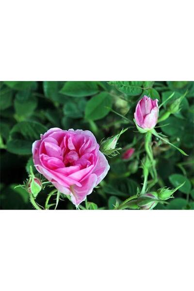 Mimoza Bitki Market Tüplü Yediveren Kokulu Isparta Gül Fidanı Reçellik Rosa D...