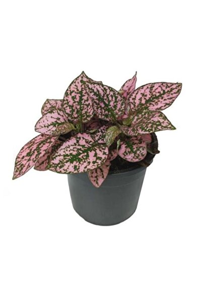 Genel Markalar Hypoestes Hostes Çiçeği Pembe Benek 10-20 Cm