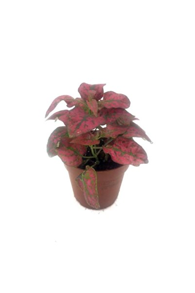 Palmiye Fittonia Çiçeği Fidanı Pembe Yeşil 10-20 cm