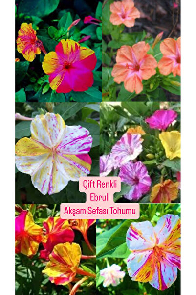 Birtutamrenk Mirabilis Jalapa Ebruli Çift Renkli Akşam Sefası 10 tohum