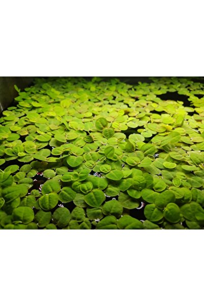 Oquanus Phyllanthus Fluitans Su Üstü Bitkisi 10 Ad Bitki