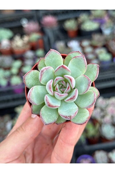 SukuLand Echeveria pulidonis koleksiyonluk özel tür sukulent 5,5cm saksıda