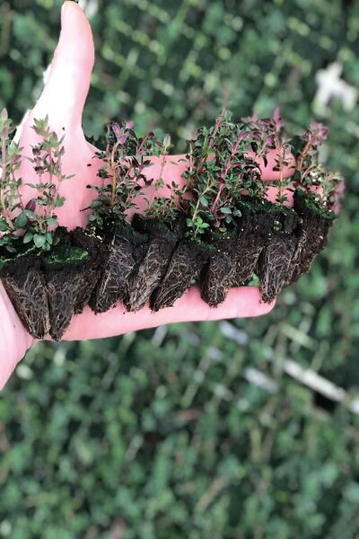 Gardina Kekik Fidesi 10 Adet ( Dağ Kekiği Kokulu )