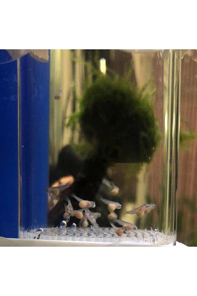 Choice 40mm Tumbler Incubator Fish Hatchery Mouth-Brooding Aquarium Cichlid Tumbler Fish Egg Instead Mou...