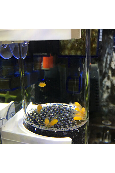 Choice 40 مم بيض تربية أسماك سيكليدز في أحواض السمك بدلاً من حضانة بيض الأسما...