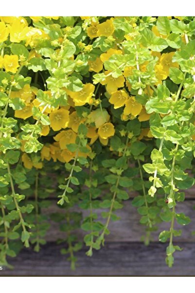 Gardenbox Altın Kolye Çiçeği 1 ADET Makrome Saksılı 30-40cm Sarı Çiçekli