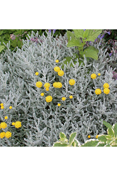 Tunç Botanik Lavantin Kokulu Çiçekli Çok Yıllık Bitki