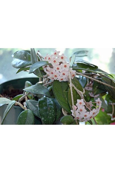 tnc garden groups Mum Çiçeği – Hoya carnosa Askılı Saksıda 2 Adet