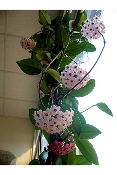 tnc garden groups Mum Çiçeği – (Hoya carnosa) - Askılı Saksıda