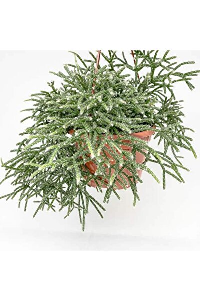 tnc garden groups Askılı Saksıda Spagetti Kaktüsü – Rhipsalis Pilocarpa