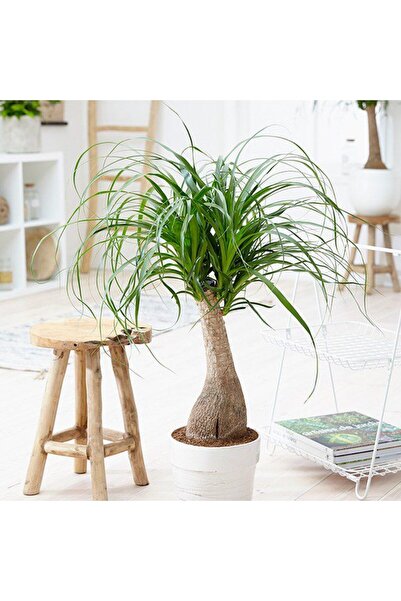 tnc garden groups Nolina – Fil Ayağı 40-60 cm
