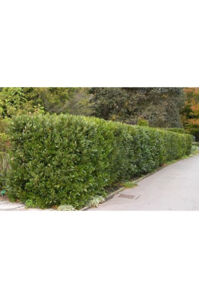 tnc garden groups Defne Laurus nobilis L.10 Adet