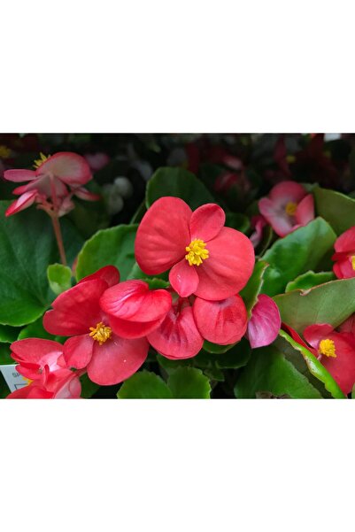 tnc garden groups Begonya – Begonia Kırmızı Renk 10 Adet