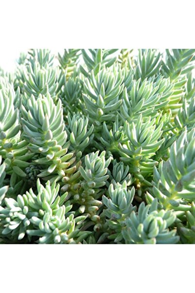 tnc garden groups Sedum  Reflexum Dam Koruğu – Yer Örtücü-Yayılıcı Bitki 135 ...