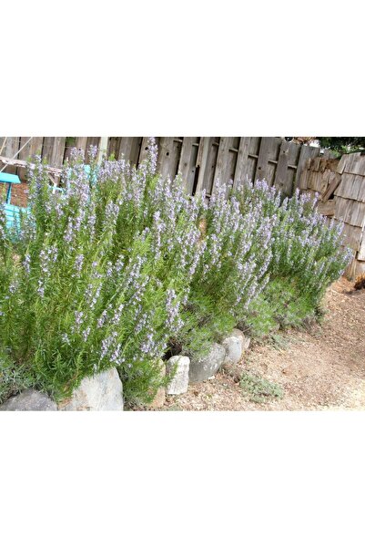 tnc garden groups Biberiye – Rosmarinus Officinalis 10 Adet