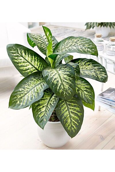 tnc garden groups Difenbahya - Tropik 60-80 cm