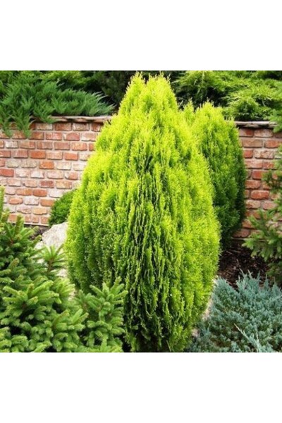 tnc garden groups Altuni Top Mazı Fidanı Thuja Orientalis Compacta Nana