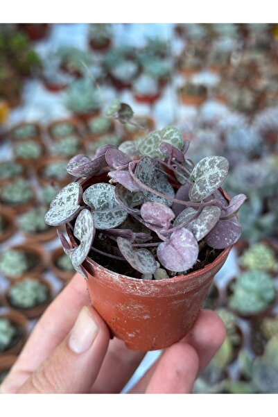 SukuLand Kalp kalbe karşı çiçeği ceropegia woodii koleksiyonluk ithal sukulent 5,5cm saksıda