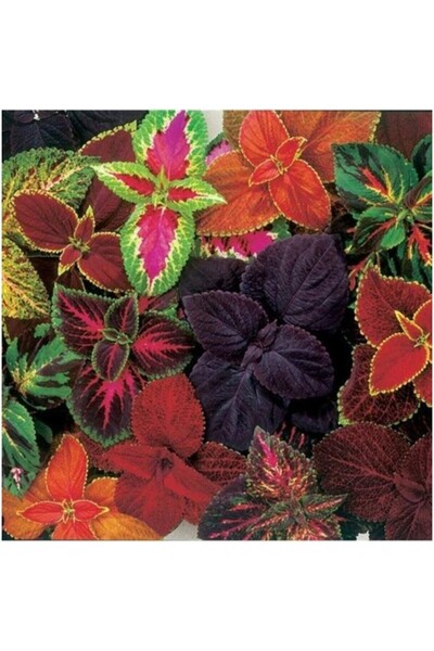 Mimoza Karışık Renkli Kolyos Coleus Çiçeği Fidanı 1 Adet 10-20 cm