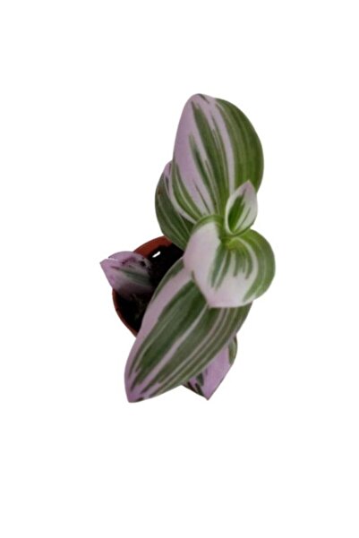 Mimoza Yeşil Pembe Tradescantia Nonuk Telgraf Çiçeği Fidanı 10-20 cm