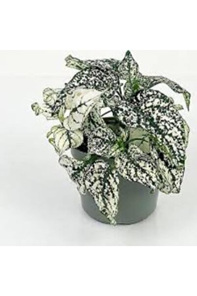 Mimoza Fittonia Hostes Çiçeği Çilli Yeşil Beyaz 10-20 cm