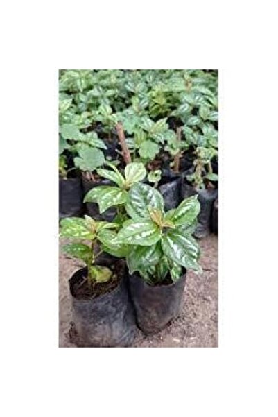 Mimoza Alüminyum Çiçeği Gümüş Karyağdı Begonya Fidanı 10-20 cm
