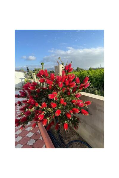Mimoza Fırça Çalısı Çiçeği Callistemon Laevis 30-60 cm