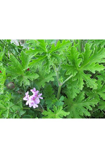 Mimoza Bitki Market Palergonium Graveolens Itır Gül Damlası Çiçeği 10-20 cm