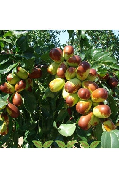 Bitki Dizayn Saksıda Sağlıklı Meyve Hünnap Fidanı (50-70 Cm)