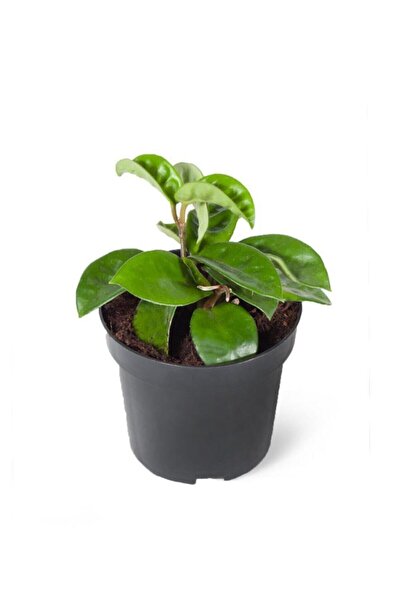Greenifolia Hoya Carnosa (mum Çiçeği)